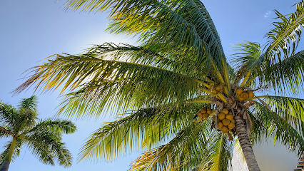 Shimmering Palms Massage and Wellness